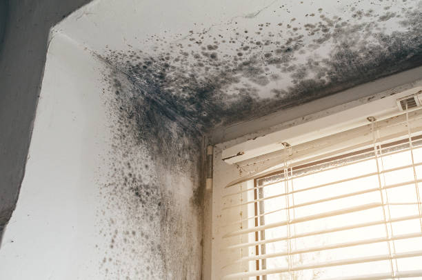 Affordable Mold Remediation solutions in Morrisville, PA